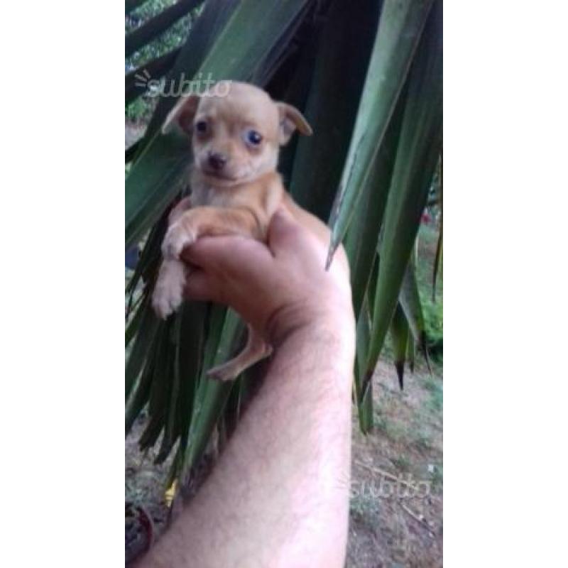 Chihuahua Fulvo piccolo